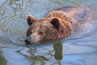 Braunbaer schwimmend