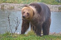 Braunbaer sich schuettelnd