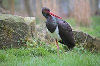 Schwarzstorch zurueckschauend