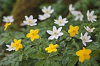 Buschwindroeschen weiss gelb