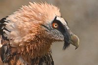 Bartgeier Kopfportraet M