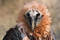 Bartgeier Kopfportraet v vorn