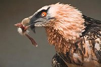 Bartgeier mit Knochen