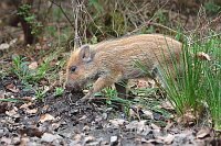 Frischling im Waldboden wuehle