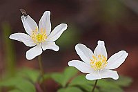 Buschwindroeschen mit Fliege