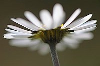 Gaensebluemchen von unten