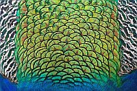 Pfau Rueckengefieder Detail