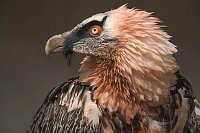 Bartgeier Kopf im Profil