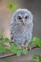 Waldkauz Aestling auf Zweig
