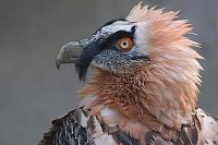 Bartgeier Profil Kopf