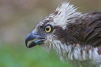 Fischadler Kopf rufend