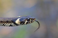 Ringelnatter Kopf zuengelnd