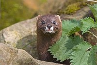 Europaeischer Nerz aufmerksam