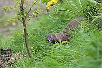 Europaeischer Nerz Grashang