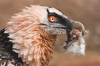 Bartgeier mit Nahrung