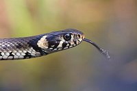 Ringelnatter zuengelnd