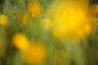 Hahnenfussblueten a la Nolde