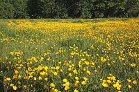 Hahnenfuss Wiese vor Waldrand