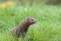Europaeischer Nerz im Gras