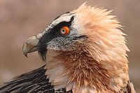 Bargeier Kopf zurueckschauend