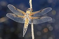 Vierfleck Libelle auf Ast