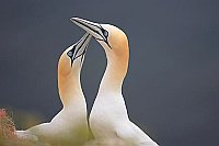 Basstoelpel Begruessung