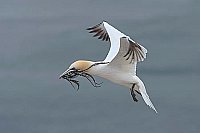 Basstoelpel im Flug Nistmateri