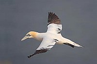 Basstoelpel im Flug Seitenansi