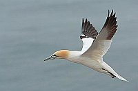 Basstoelpel im Flug v der Seit