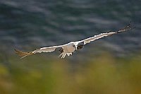 Basstoelpel im Landeanflug