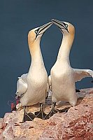 Basstoelpel Paar auf Felsen