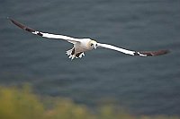 Ba�toelpel im Flug von vorn