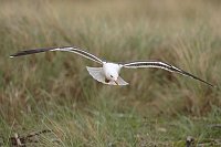 Heringsmoewe dicht ueber Gras