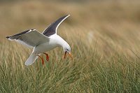 Heringsmoewe im Flug rufend