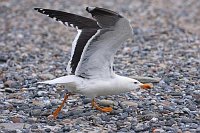 Heringsmoewe startend