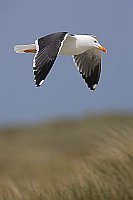 Heringsmoewe ueber Gras