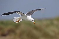 Heringsmoewe ueber Grasland