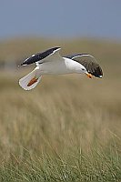 Heringsmoewe ueber Vegetation