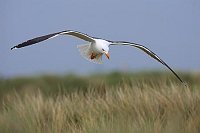 Heringsmoewe von vorn