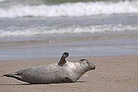 Seehund am Strand winkend