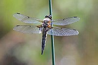 Vierfleck Libelle an Halm