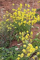 Klippenkohl auf Helgoland