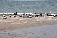 Robben Duene Helgoland