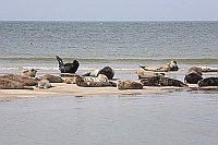 Seehunde und Kegelrobben