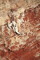 Basstoelpel toter an Felswand