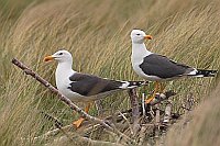 Heringsmoewen Paar Grasland