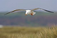 Heringsmoewe im Flug Duene