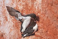 Trottellummen Paarung