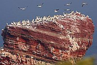 Basstoelpel Kolonie Lange Anna