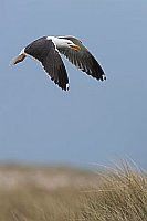 Heringsmoewe rufend im Flug